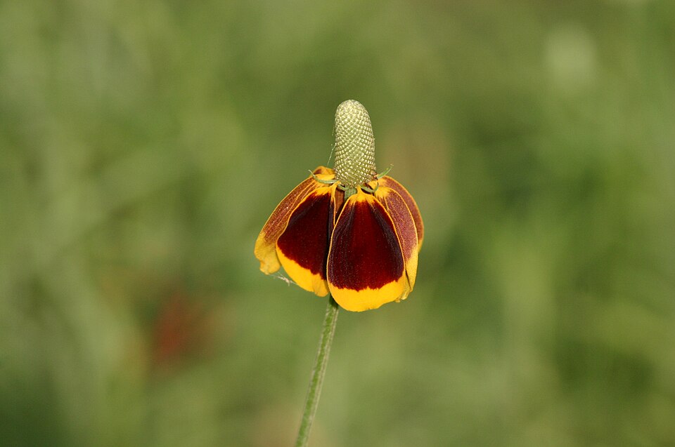 Ratibida columnifera (upright prairie coneflower)