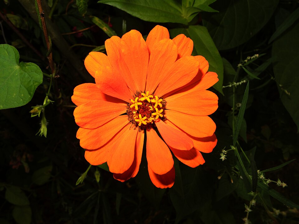 Zinnia elegans (Elegant Zinnia)