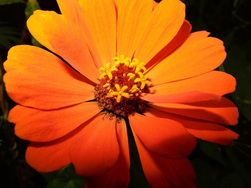 Zinnia elegans (Elegant Zinnia)