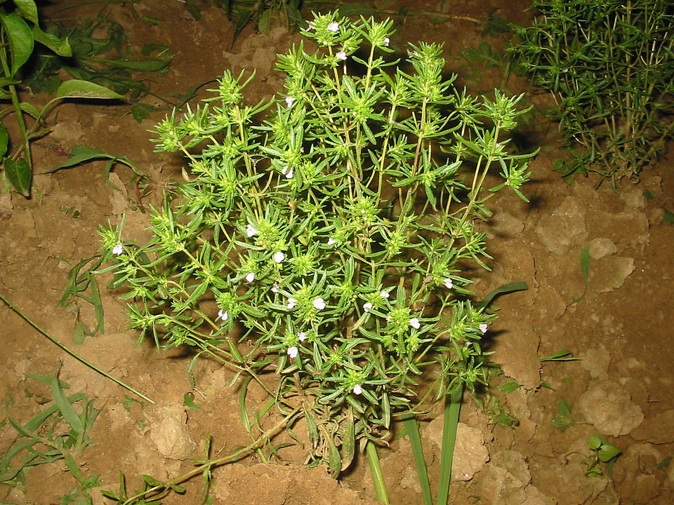 Satureja hortensis (Summer Savory) (alternate view 7)