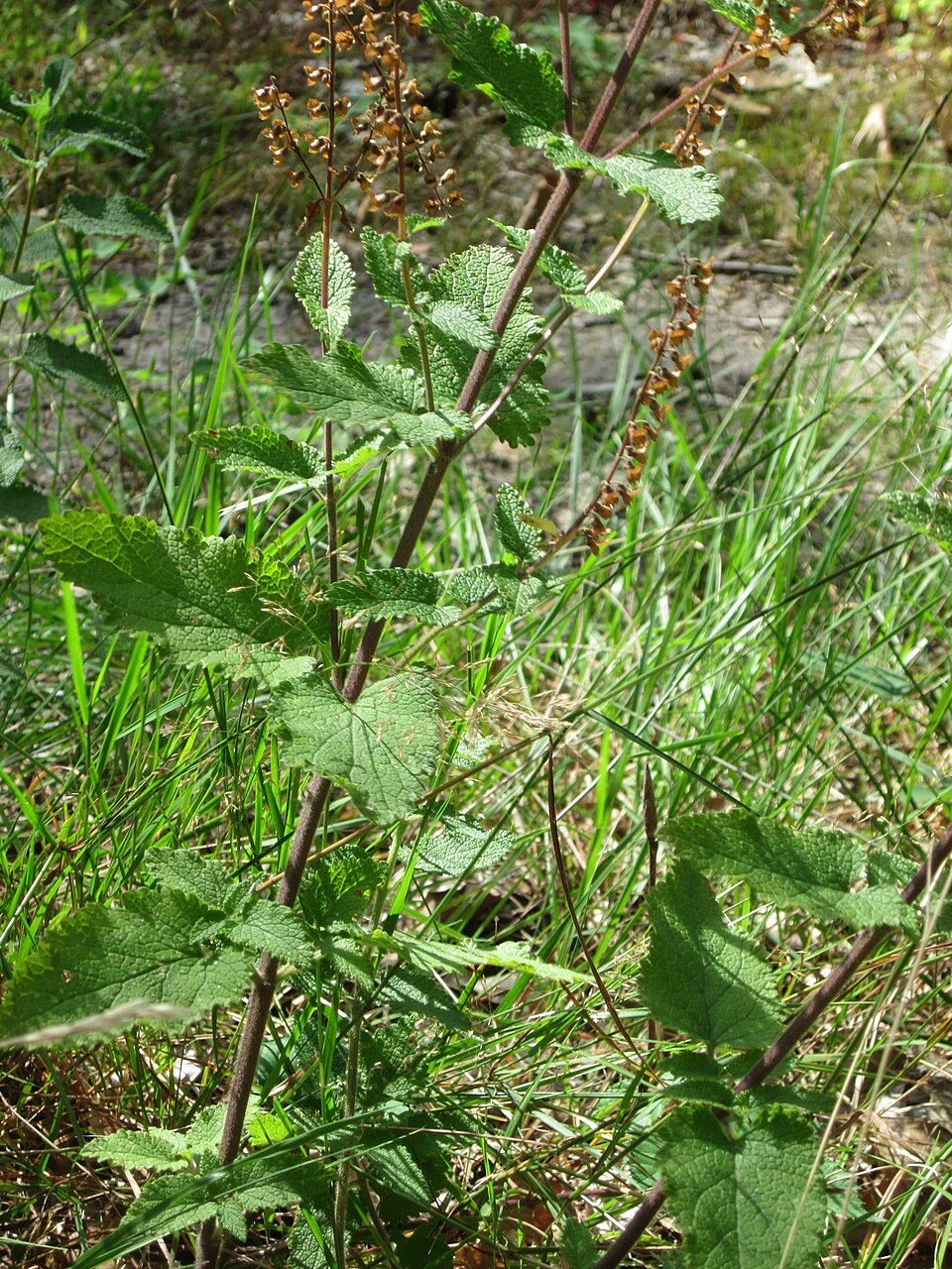 Teucrium scorodonia (woodland germander)