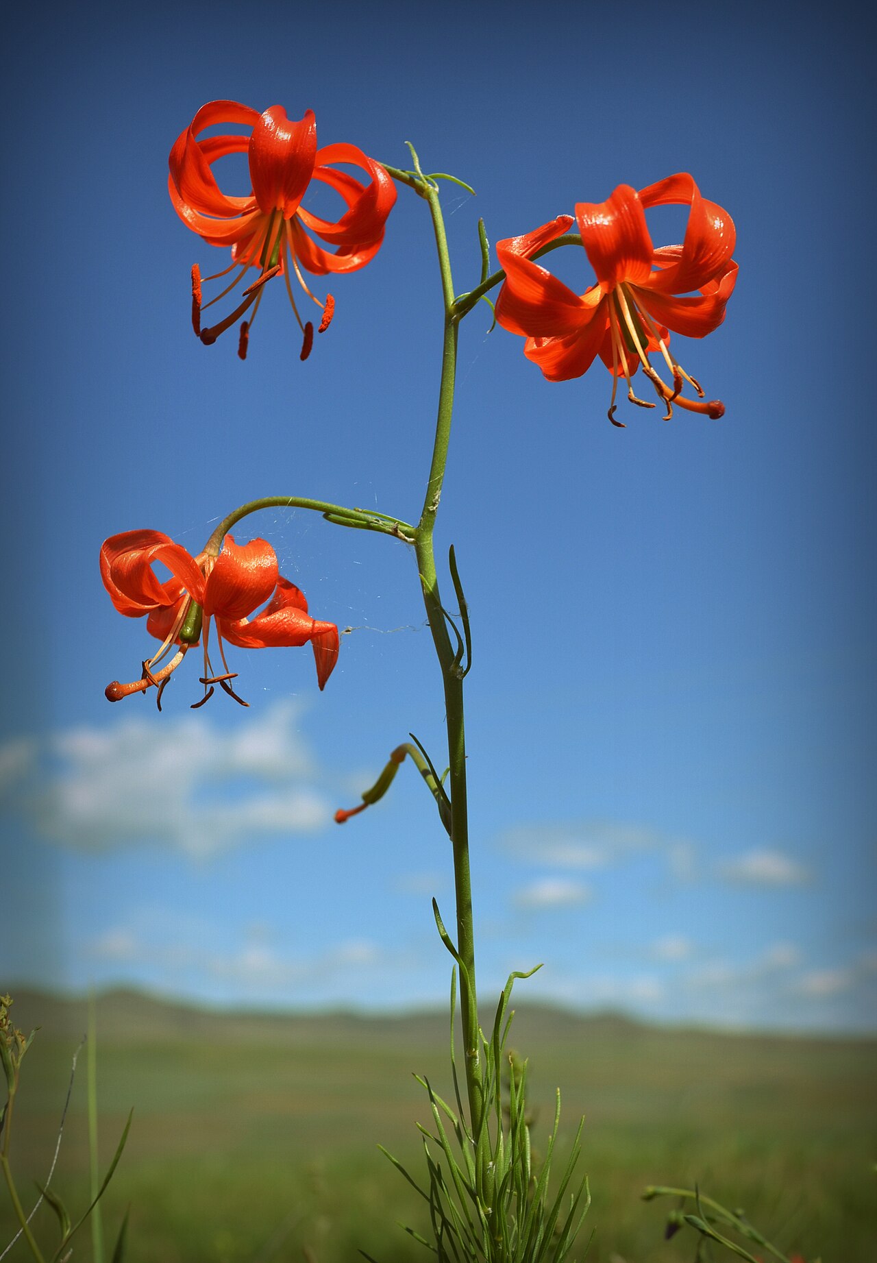 Lilium pumilum (Coral Lily)