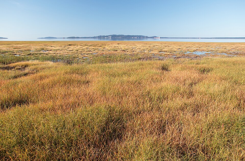 Sporobolus alterniflorus (Saltmarsh Cordgrass) (alternate view 8)