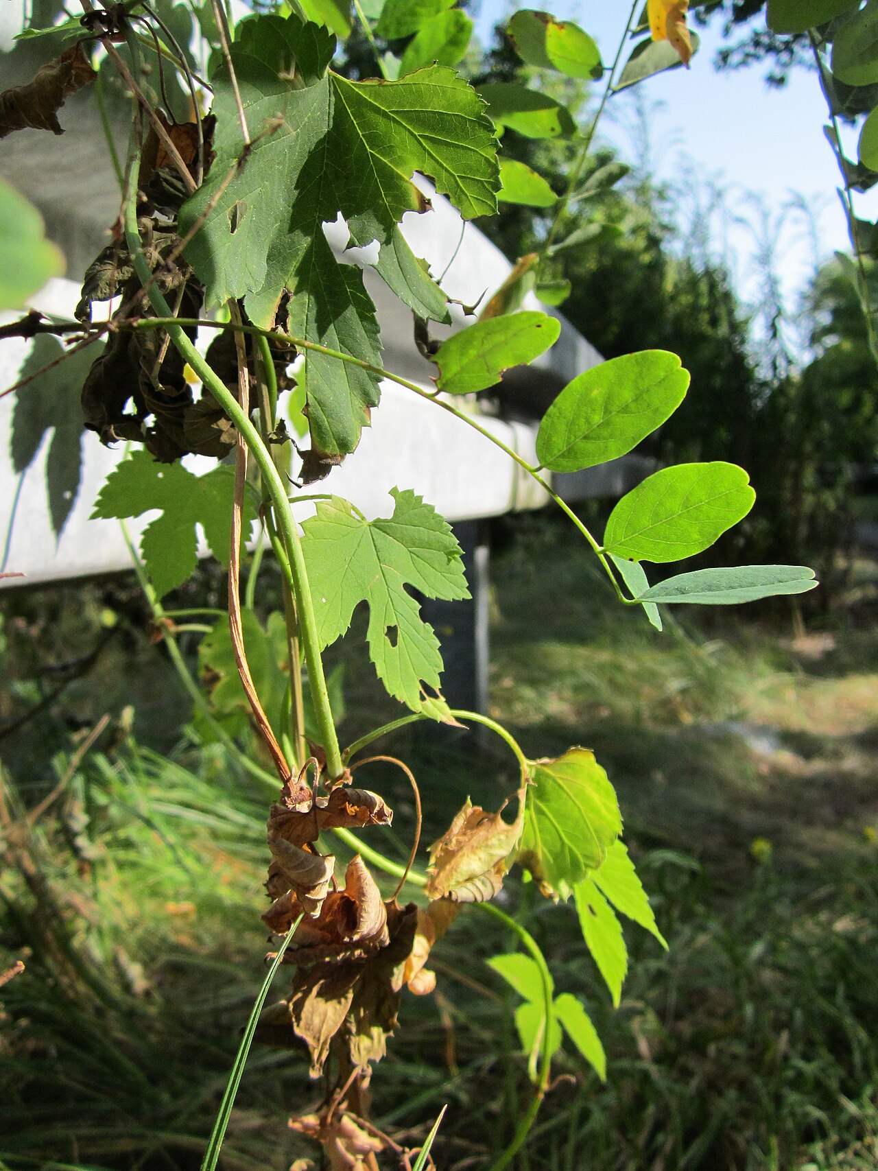 Humulus lupulus, Common hop — climbing deciduous (Cannabaceae) (image 6 of 10)