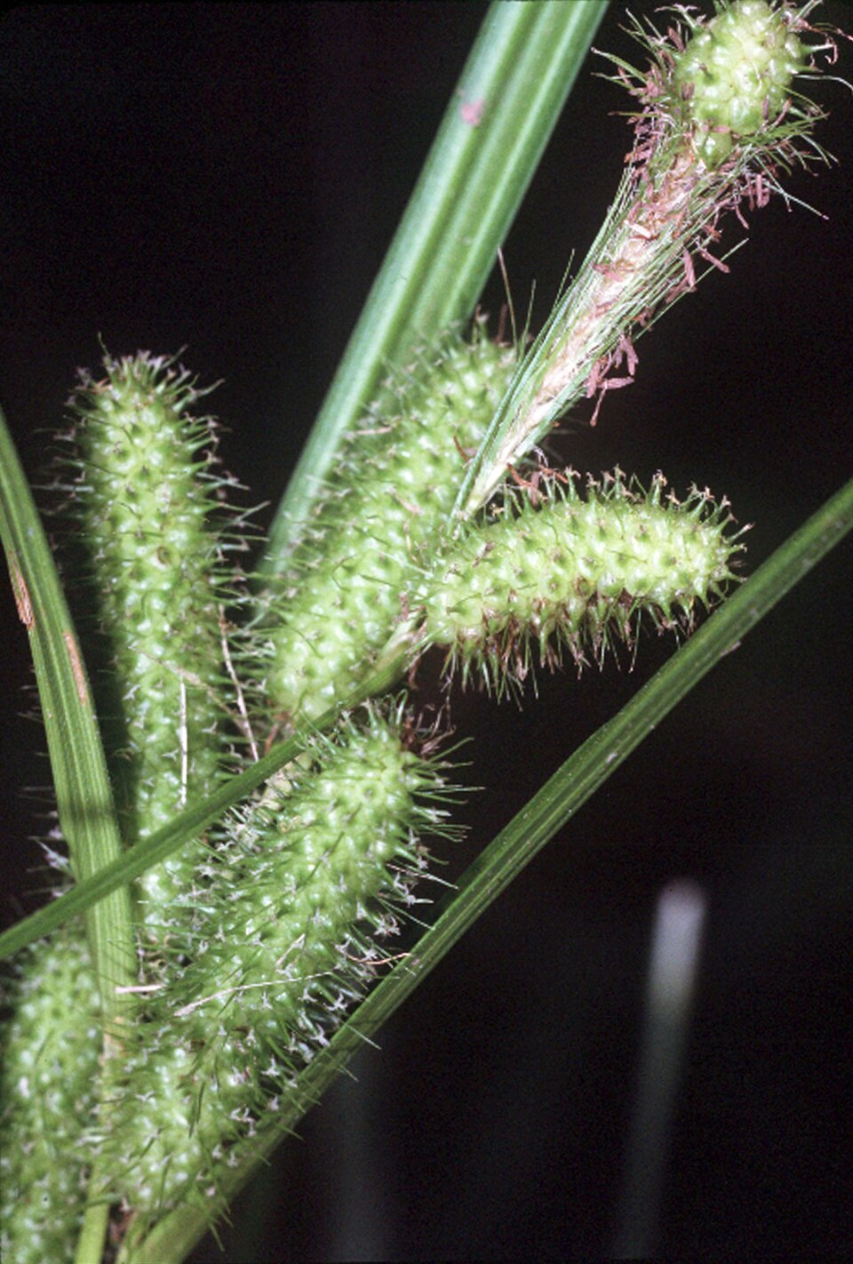 Carex frankii (Frank's Sedge) (alternate view 6)