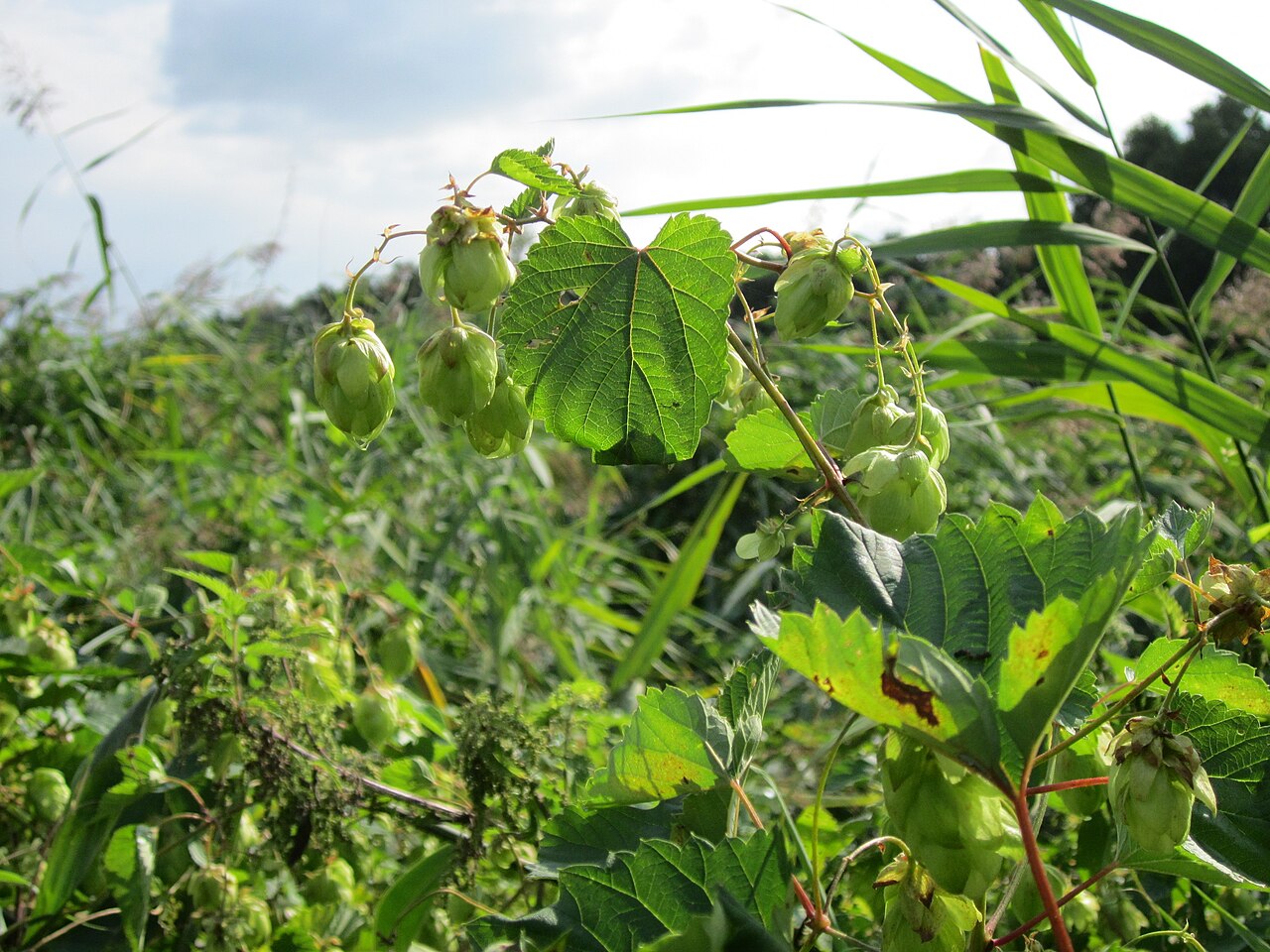 Humulus lupulus, Common hop — climbing deciduous (Cannabaceae) (image 8 of 10)