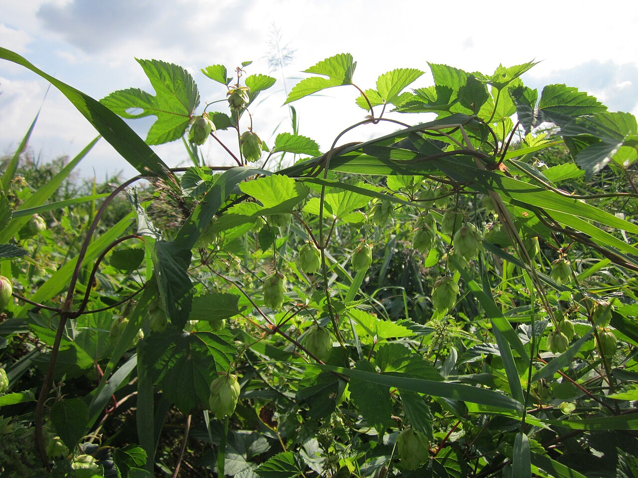 Humulus lupulus, Common hop — climbing deciduous (Cannabaceae) (image 9 of 10)