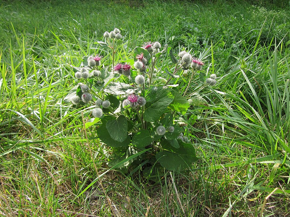 Arctium tomentosum (Woolly Burdock)