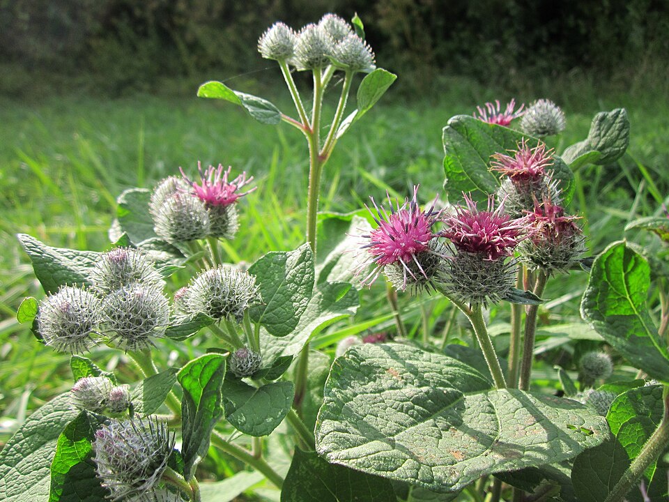 Arctium tomentosum (Woolly Burdock)