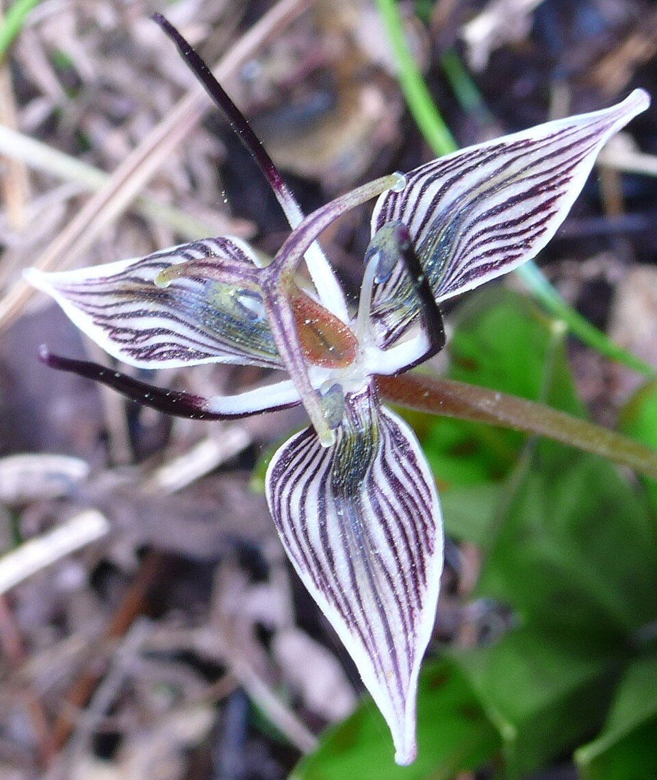 Scoliopus bigelovii (California fetid adderstongue) (alternate view 9)