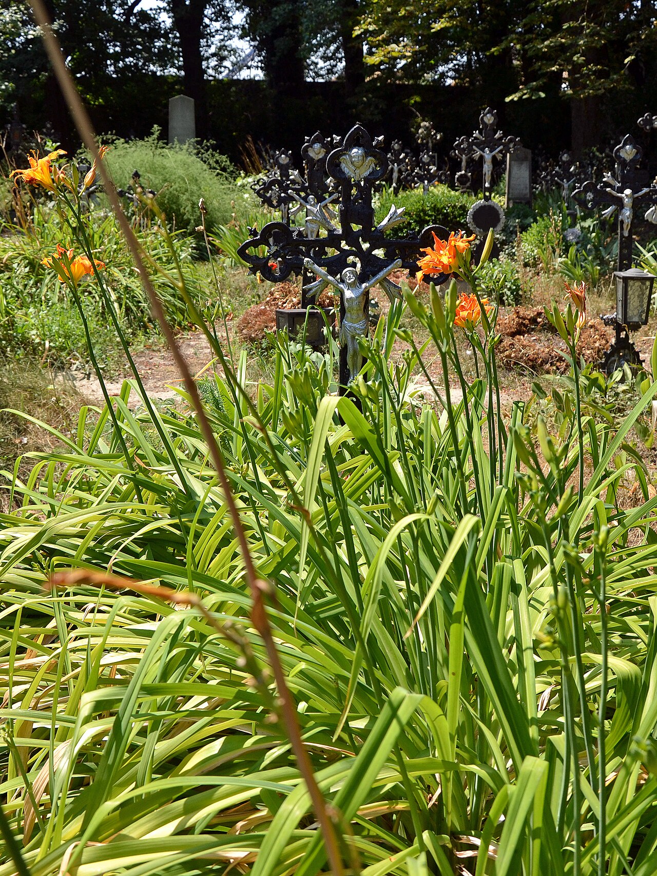 Hemerocallis fulva, Orange daylily — clumping deciduous (Asphodelaceae) (image 4 of 10)