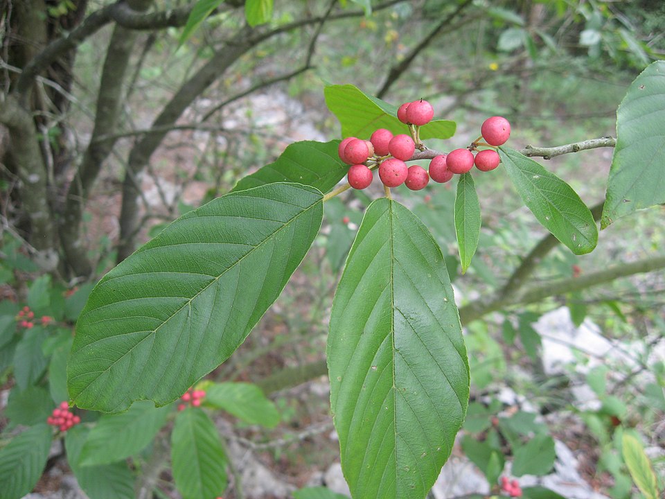 Frangula caroliniana (Carolina buckthorn) (alternate view 8)