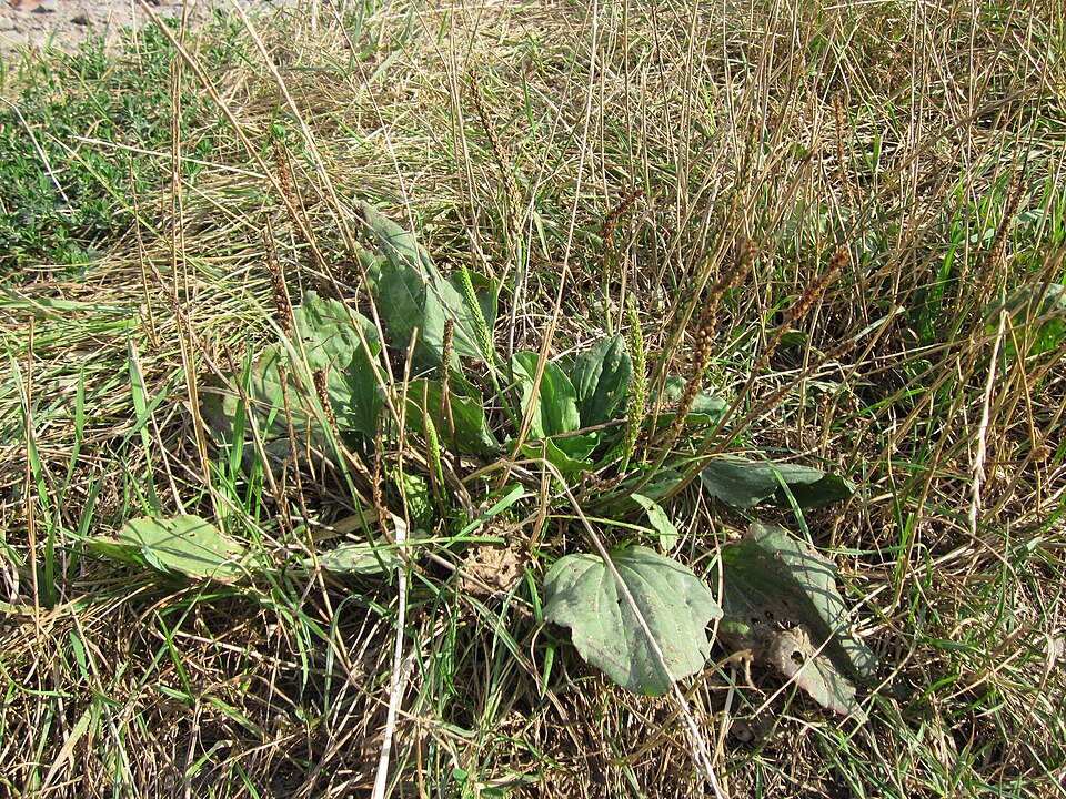 Plantago major (common plantain)