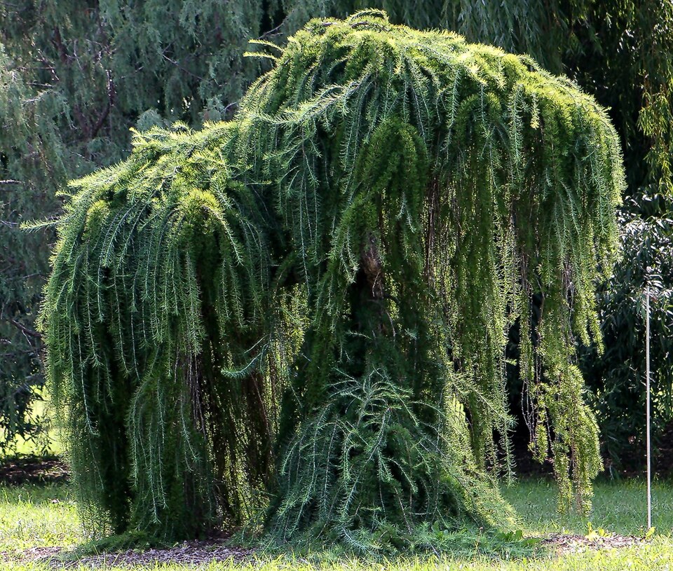 Larix decidua 'Pendula' (Weeping European Larch)