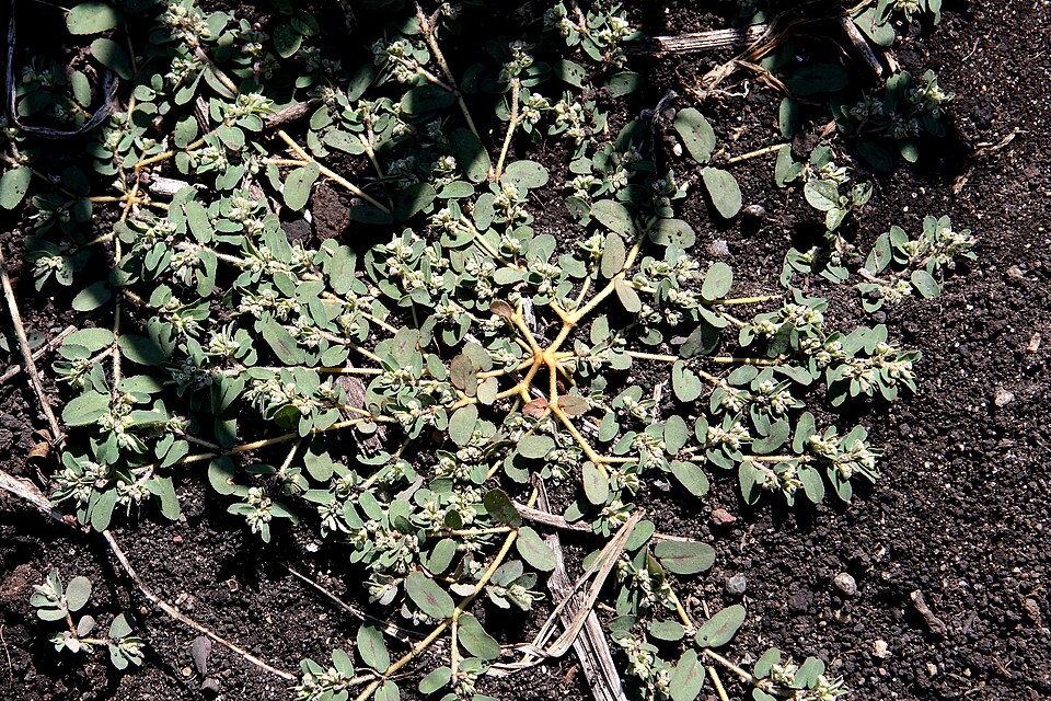 Euphorbia maculata (Spotted spurge)
