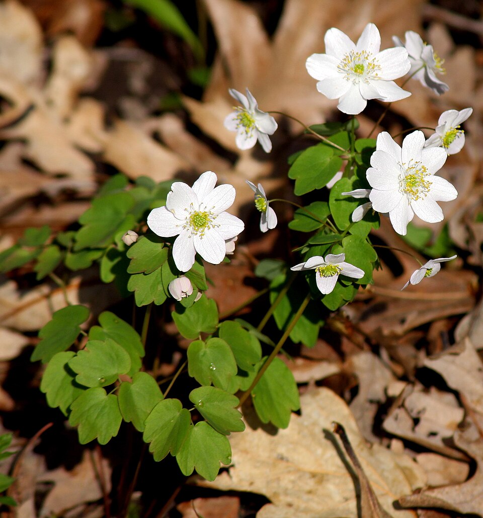 Thalictrum thalictroides (rue anemone)