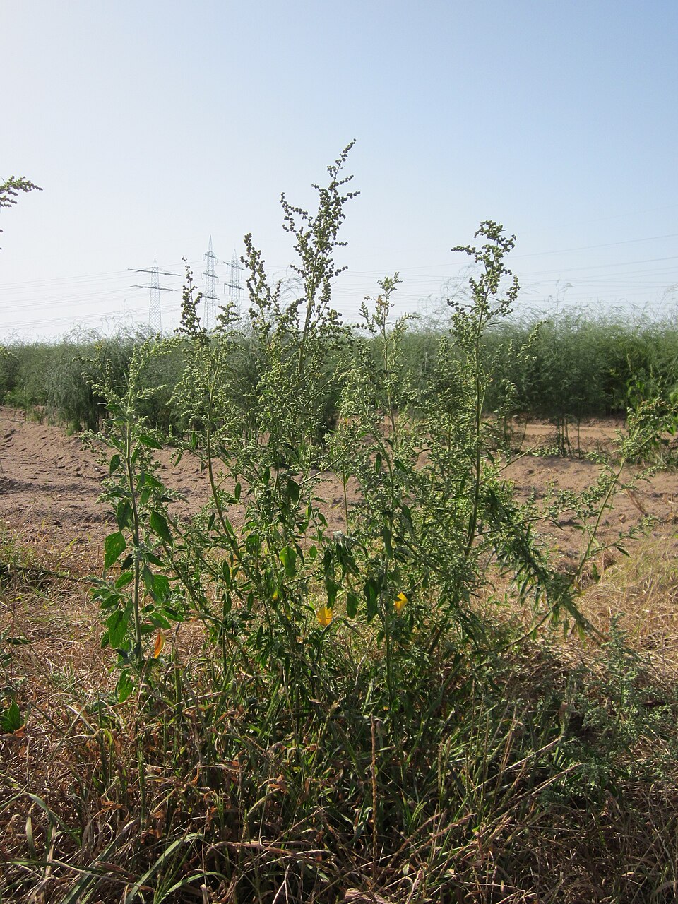 Chenopodium album (lambsquarters) (alternate view 10)