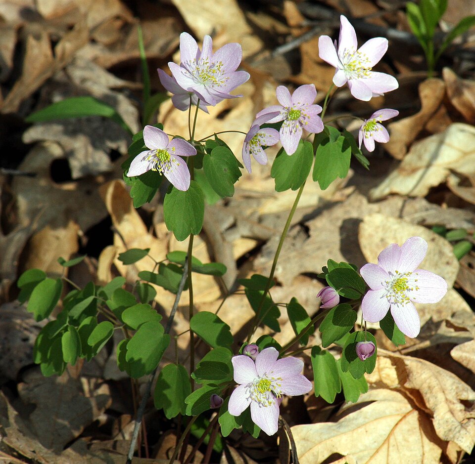 Thalictrum thalictroides (rue anemone)
