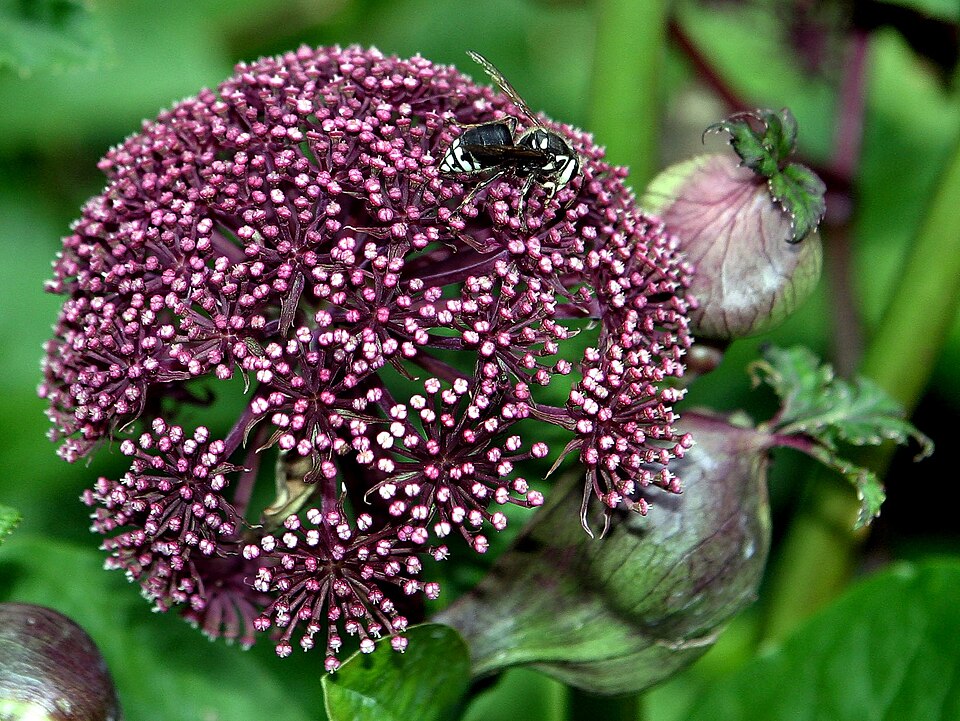 Angelica gigas (Korean Angelica) (alternate view 10)