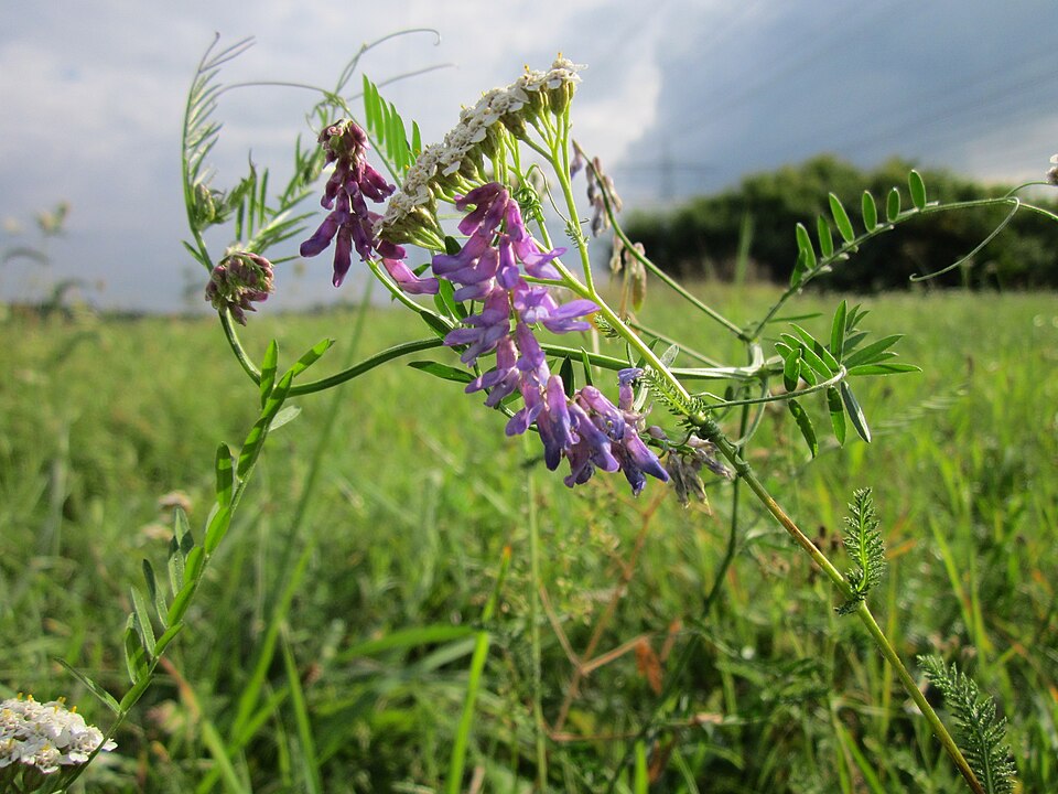 Vicia cracca (tufted vetch)