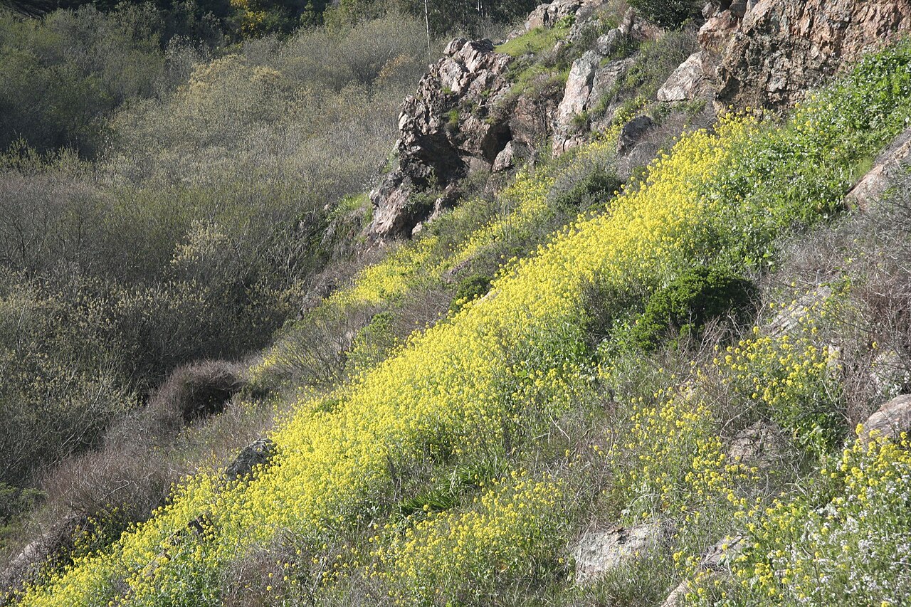Brassica rapa, Turnip — upright (Brassicaceae) (image 3 of 7)