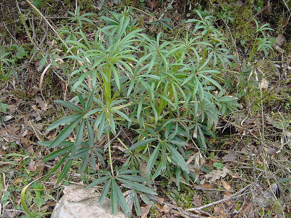 Helleborus foetidus (Stinking hellebore) (alternate view 6)