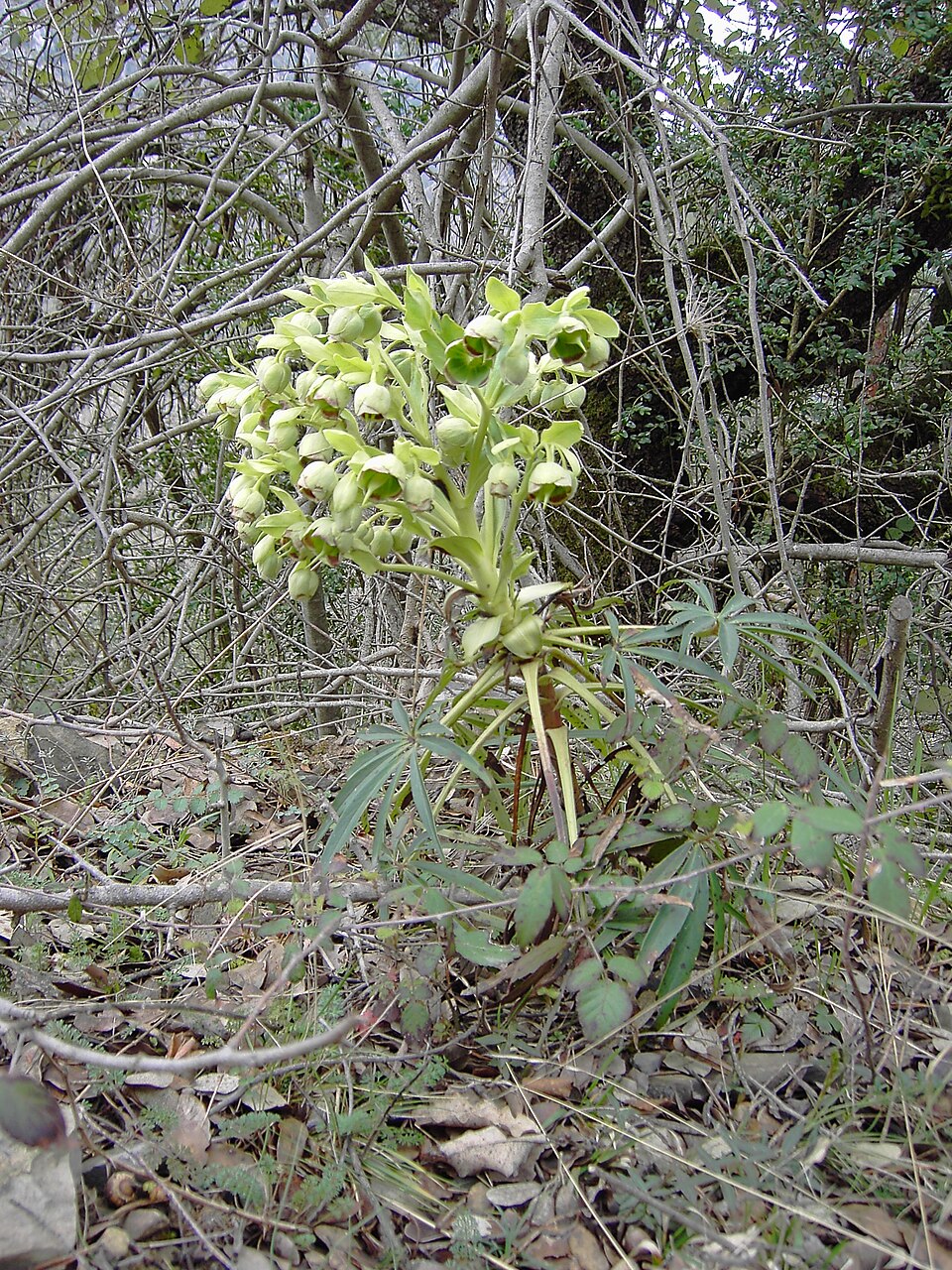 Helleborus foetidus (Stinking hellebore) (alternate view 7)
