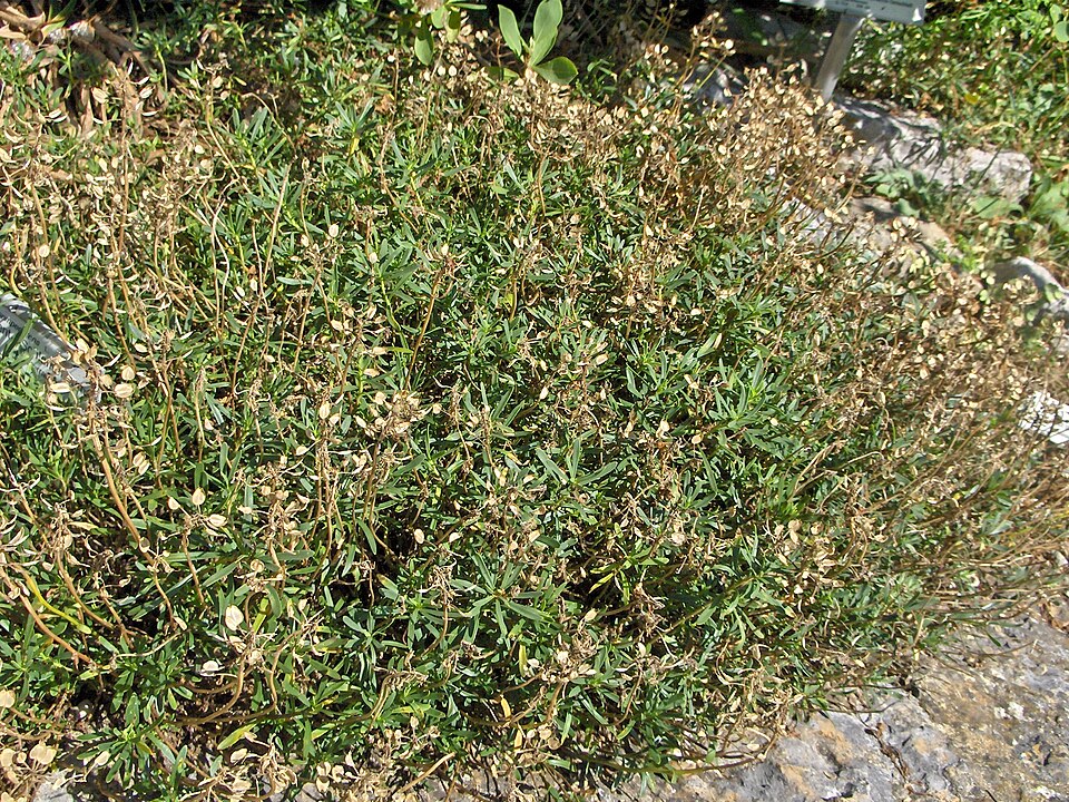 Iberis sempervirens (candytuft) (alternate view 3)