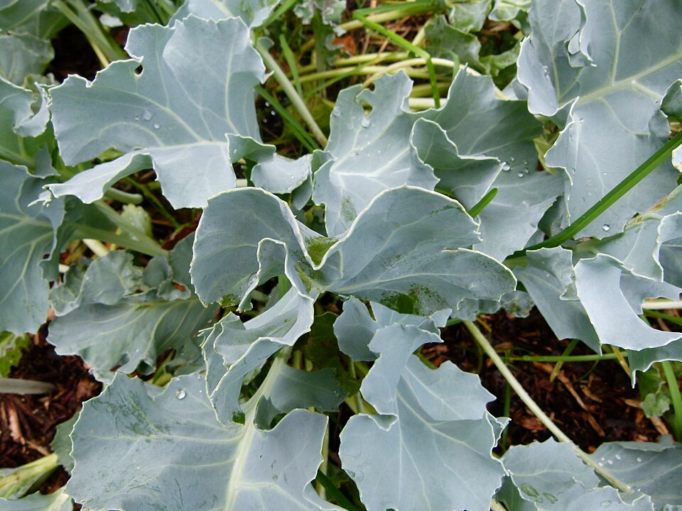 Crambe maritima (Sea Kale) (alternate view 9)