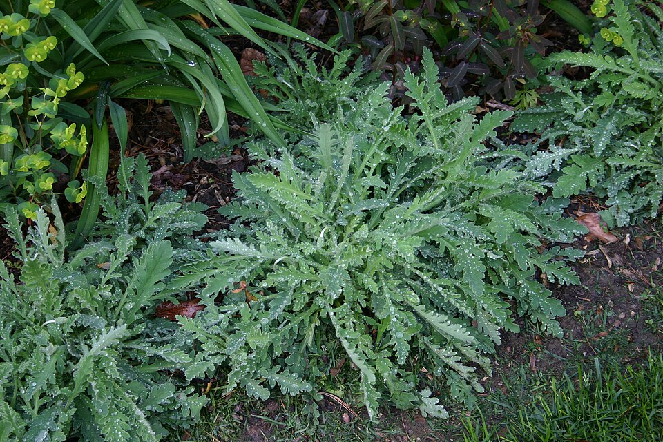 Papaver atlanticum (Atlas Poppy)