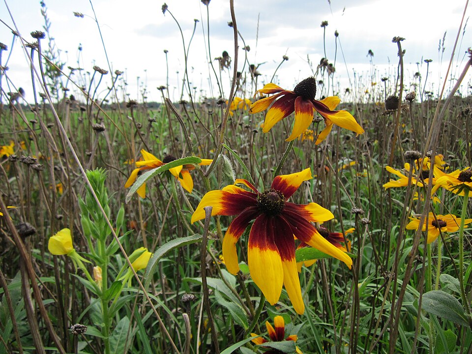 Rudbeckia hirta (large black-eyed Susan) (alternate view 9)