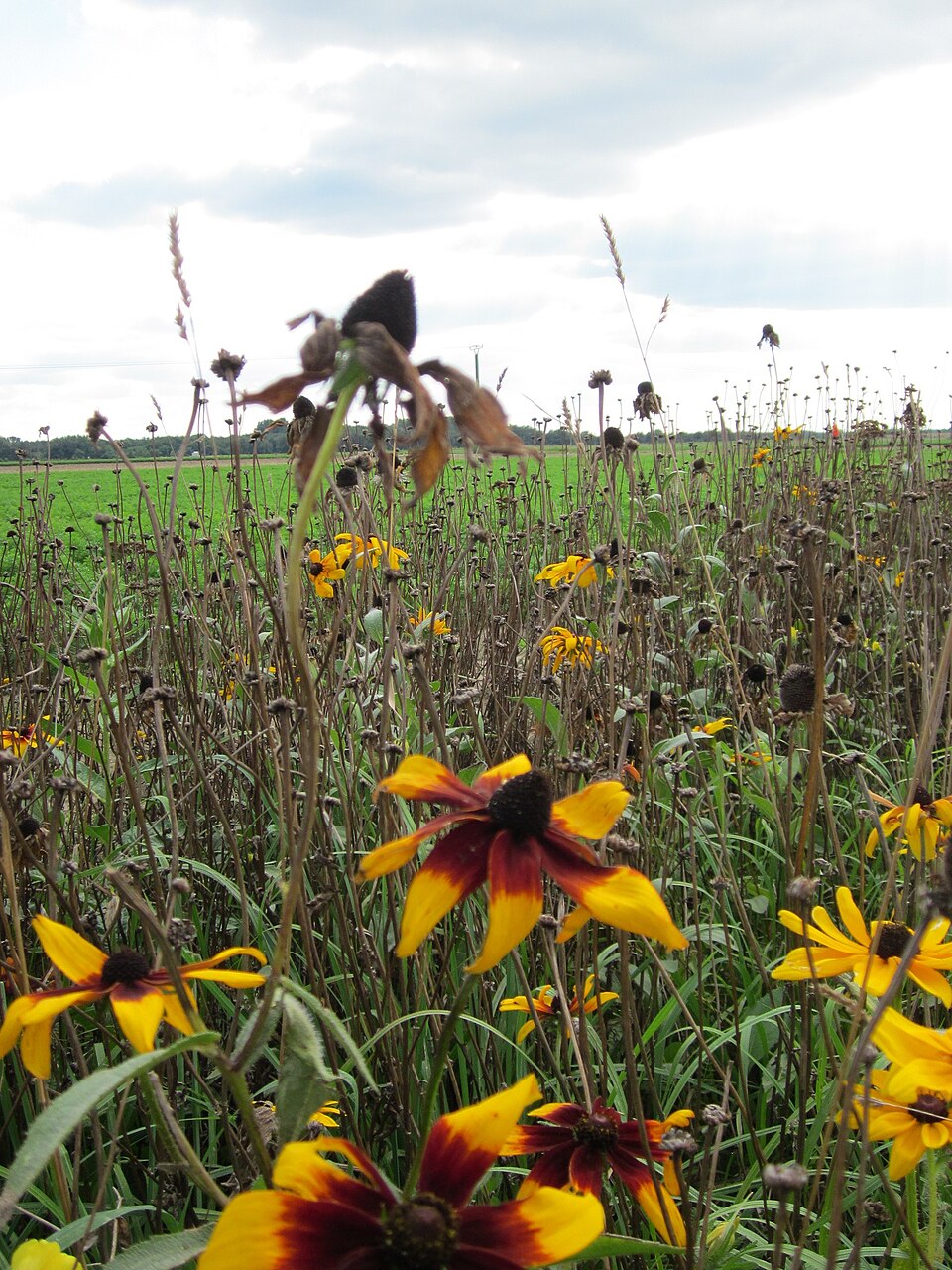 Rudbeckia hirta (large black-eyed Susan) (alternate view 10)