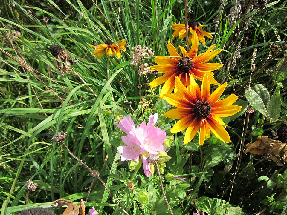 Malva moschata (musk mallow) (alternate view 8)