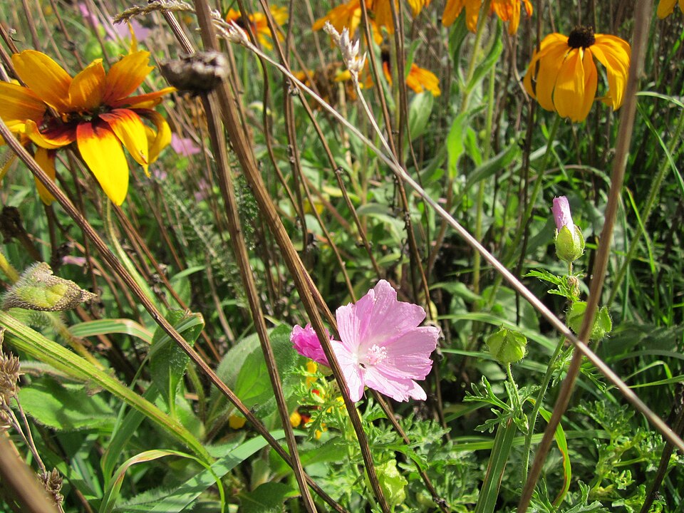 Malva moschata (musk mallow) (alternate view 9)