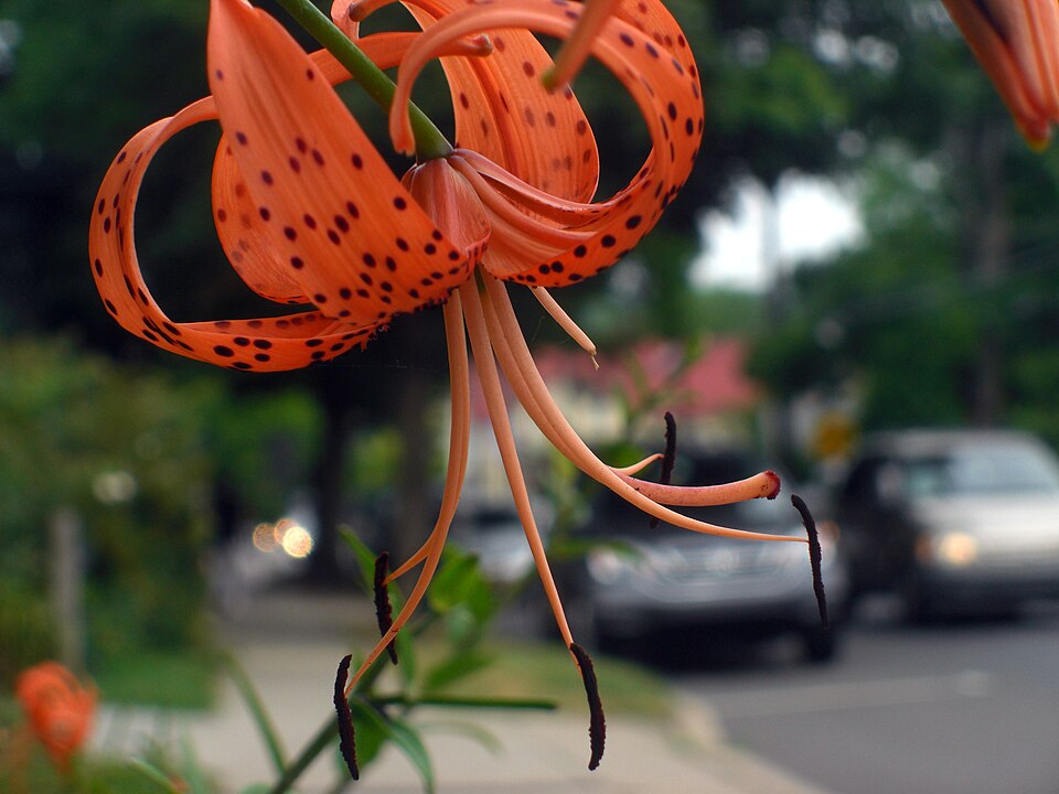 Lilium superbum (Turk's-cap lily) (alternate view 9)