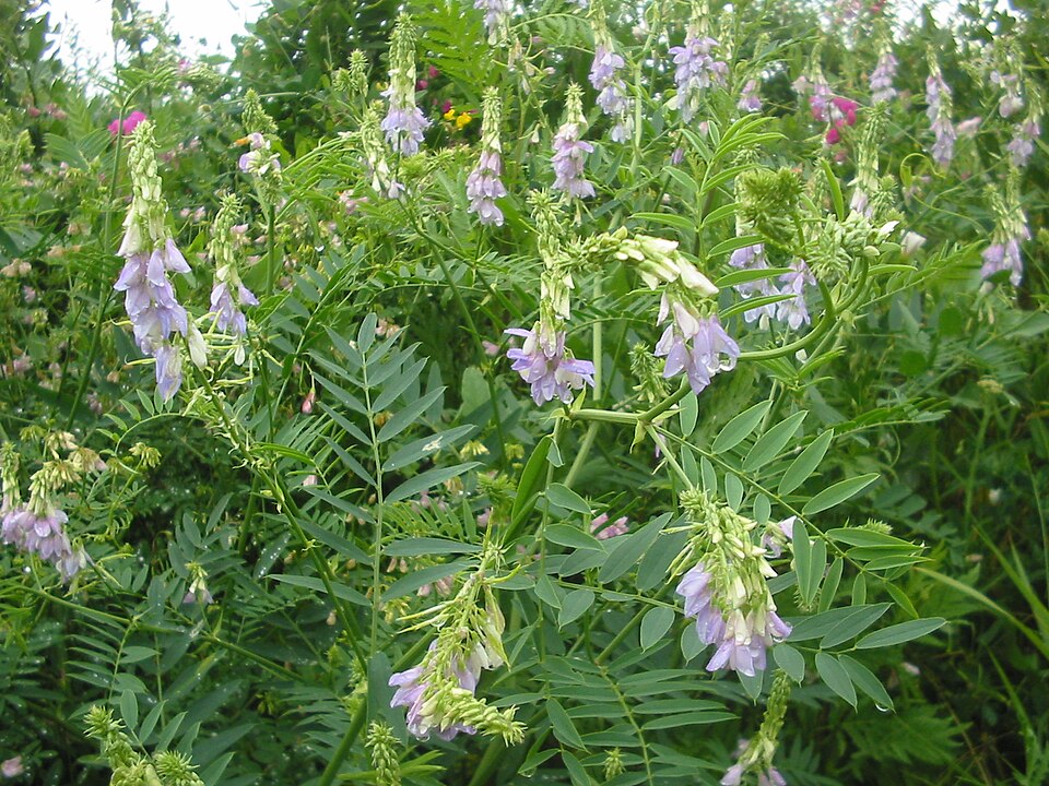Galega officinalis (common milkpea)