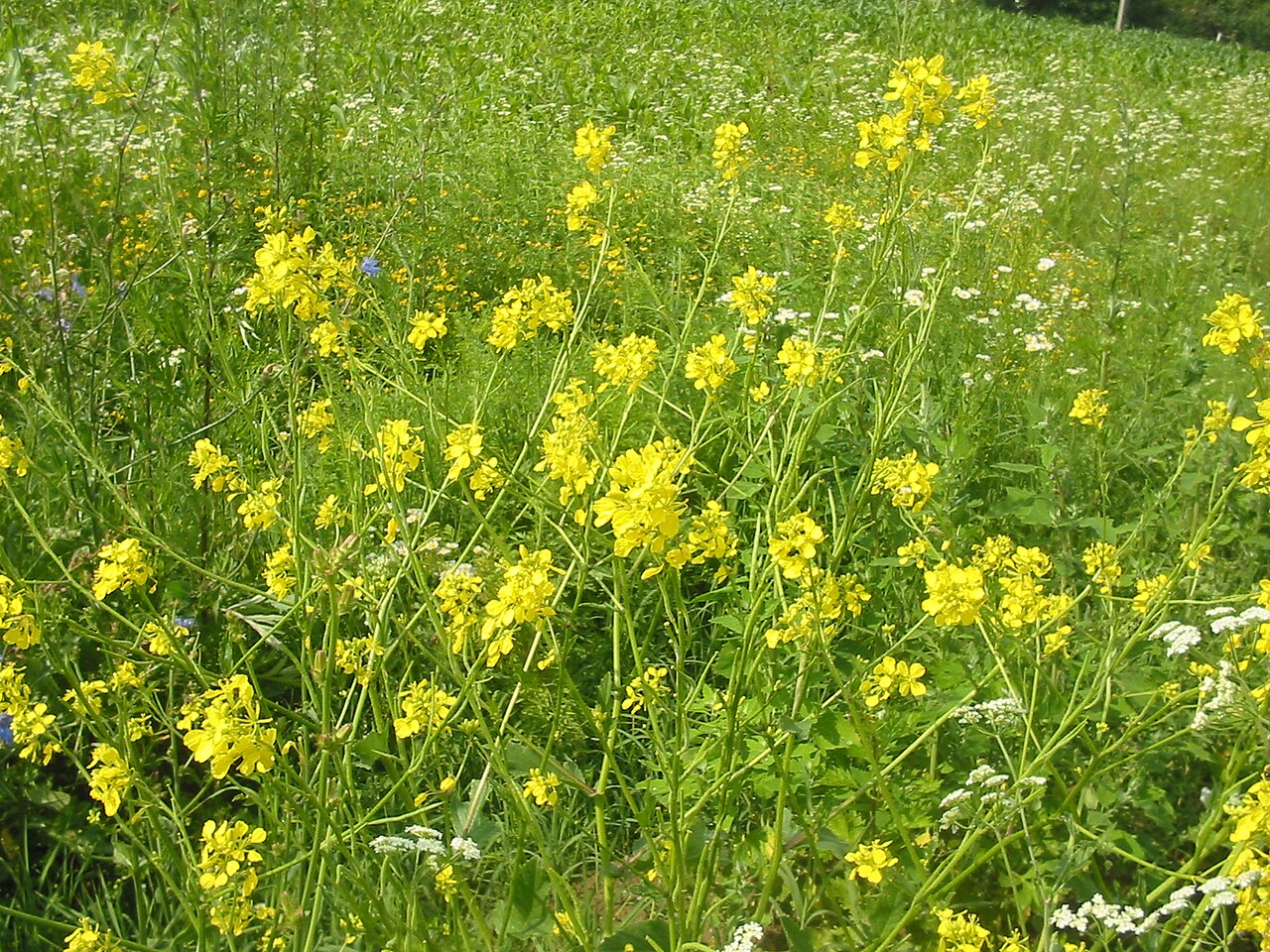 Brassica rapa, Turnip — upright (Brassicaceae) (image 2 of 7)