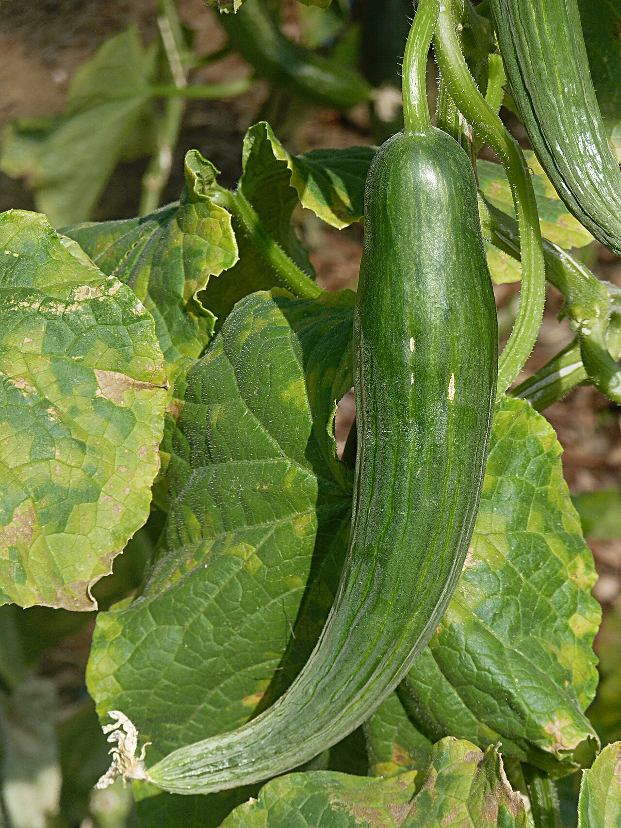 Cucumis sativus, Cucumber — climbing deciduous (Cucurbitaceae) (image 6 of 9)