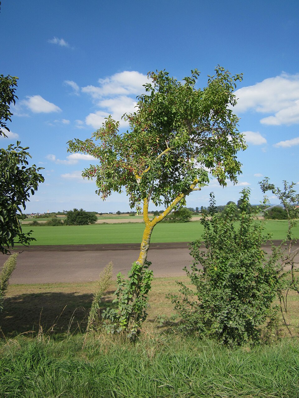 Euonymus europaeus (Spindle)