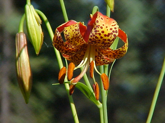 Lilium michiganense (Michigan lily) (alternate view 10)