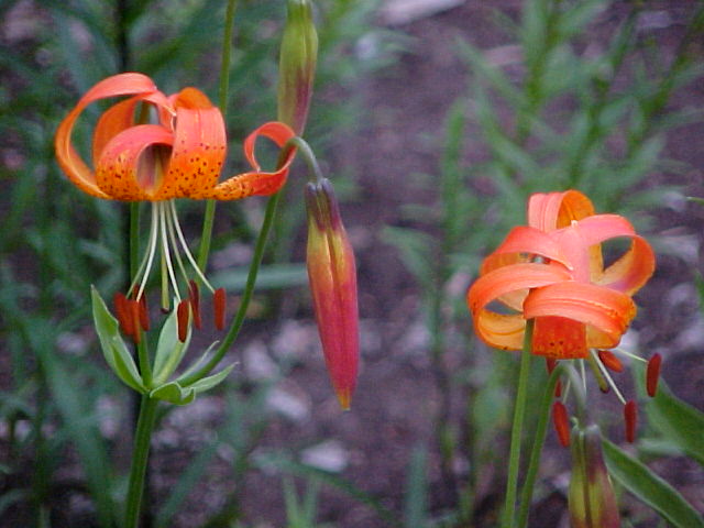 Lilium pardalinum (Leopard Lily) (alternate view 8)