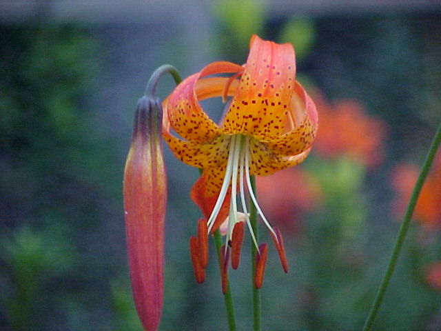 Lilium pardalinum (Leopard Lily) (alternate view 9)