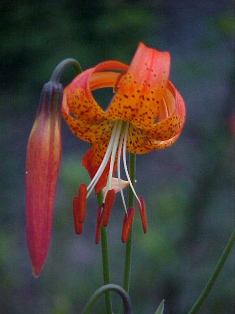 Lilium pardalinum (Leopard Lily) (alternate view 10)