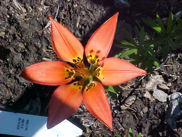 Lilium philadelphicum (Wood Lily) (alternate view 6)