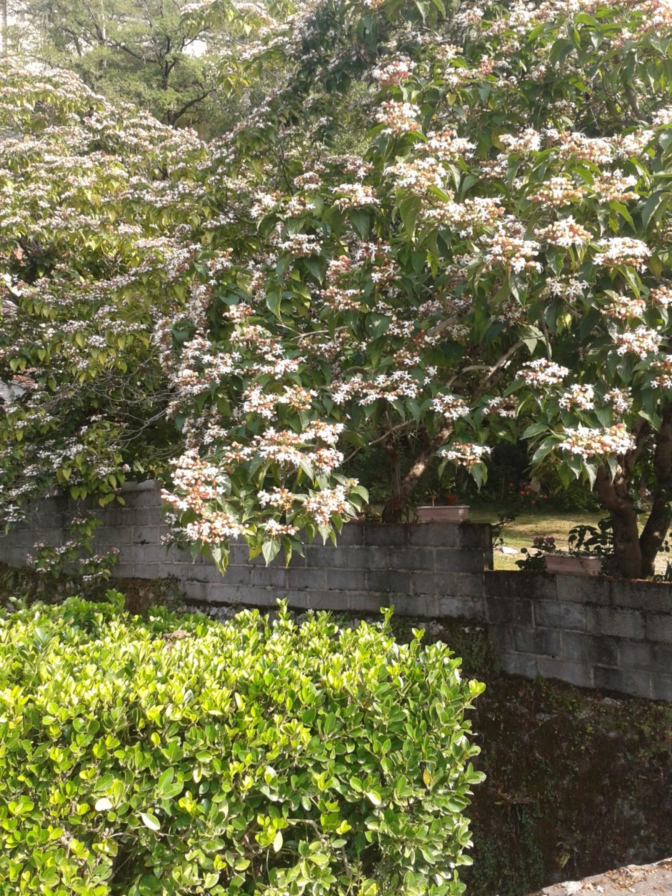 Clerodendrum trichotomum (harlequin glorybower) (alternate view 7)