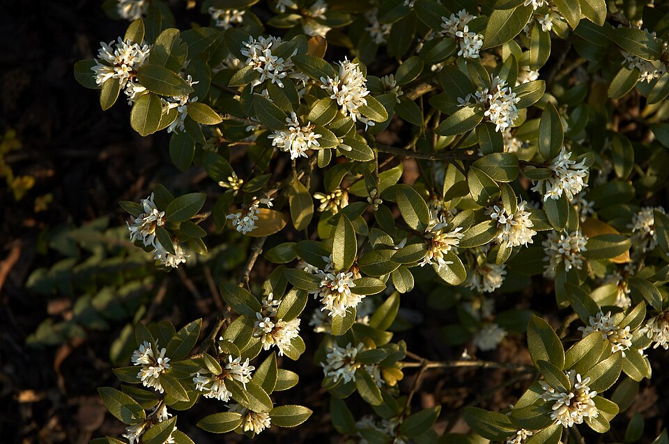 Osmanthus × burkwoodii (Burkwood Osmanthus) (alternate view 6)