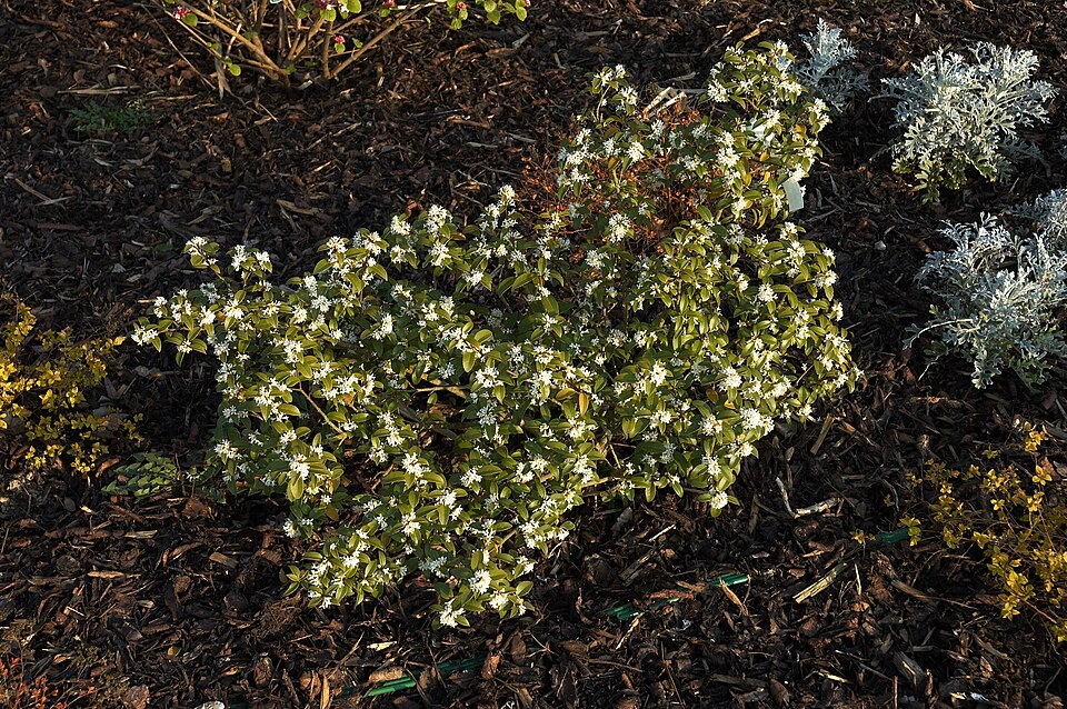 Osmanthus × burkwoodii (Burkwood Osmanthus) (alternate view 7)