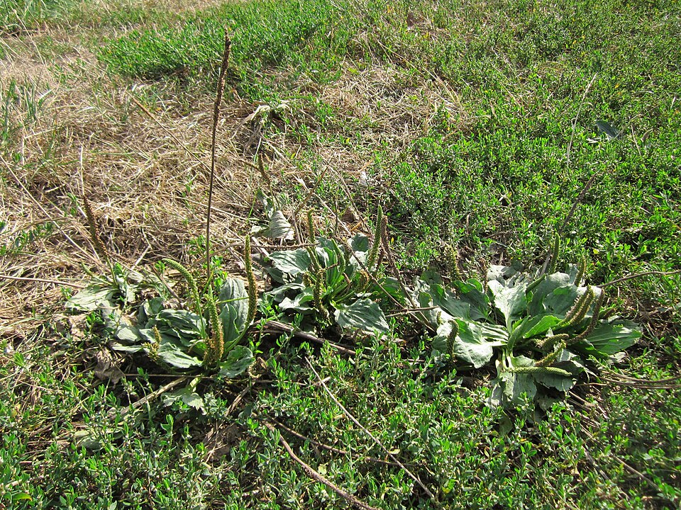 Plantago major (common plantain)