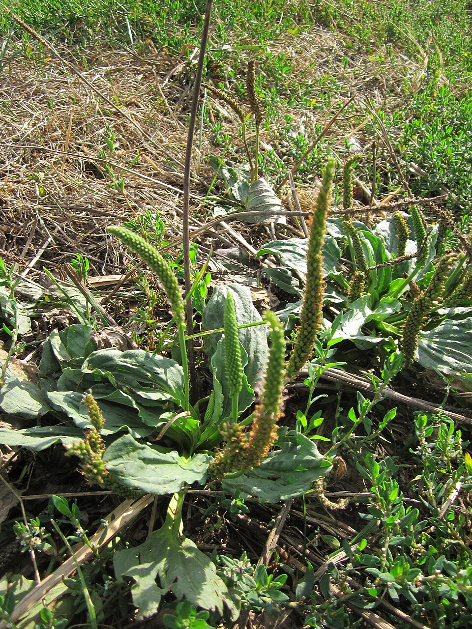 Plantago major (common plantain)