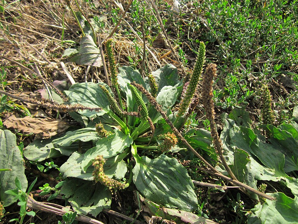 Plantago major (common plantain)